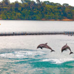 Ocean Adventure Dolphins Subic Zambales 2021 Ripple International PR