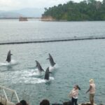 dolphin-show (1)